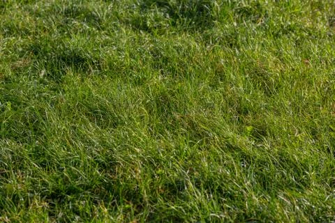 Abstract selective focus wild green grass full frame background at summer Stock Photos
