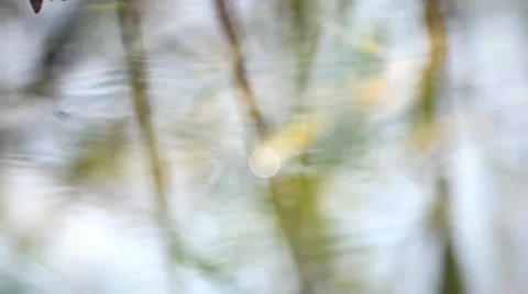 Abstract selectively focused shot showing a close view on grass growing at a Stock Footage 51691597
