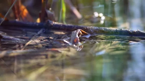 Abstract selectively focused shot showing a close view on grass growing at a Stock Footage 51691604