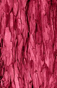 Abstract sequoia bark background toned in trendy magenta color of year 2023. Stock Photos