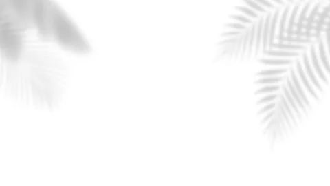 Abstract shadow black white palm leaf shadow on a white wall Background. Stock Footage 256169100
