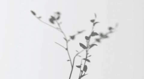 Abstract shadow branch on wind background 스톡 일러스트
