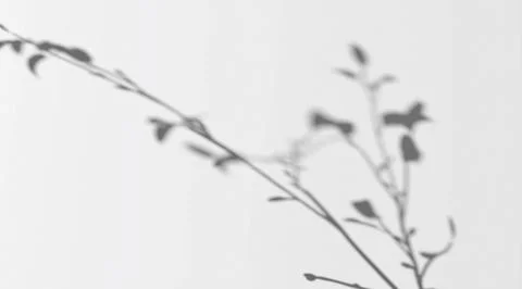 Abstract shadow branch on wind background Illustrazione stock