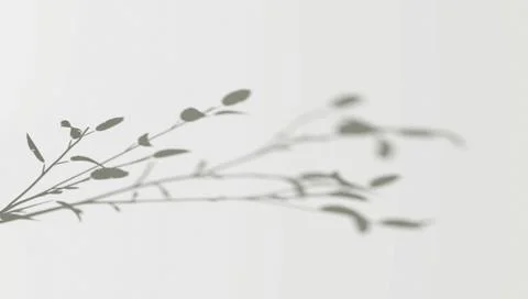 Abstract shadow branch on wind background Illustrazione stock