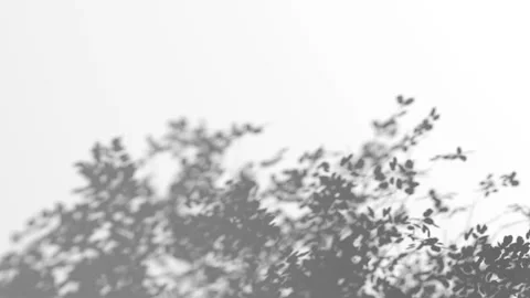 Abstract shadow bush branches on wind background, looped animation Stock Footage 313502510