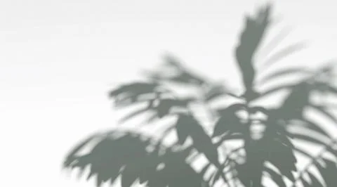 Abstract shadow fern branches on wind background 스톡 일러스트