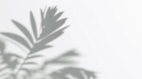 Abstract shadow fern branches on wind background 스톡 일러스트