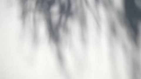 Abstract shadow of leaves and branches from early morning sunlight shining on Stock-Footage 167658929