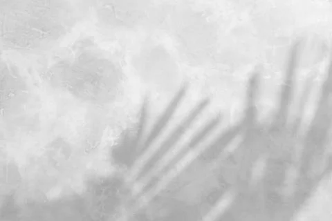 Abstract shadow of leaves on cement wall background Stock Photos
