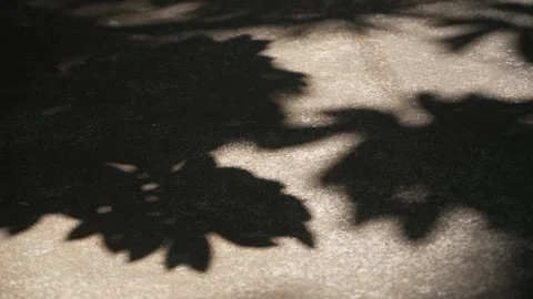 Abstract Shadow of leaves in Mid day sun in Concrete floor Stock Footage 261035500
