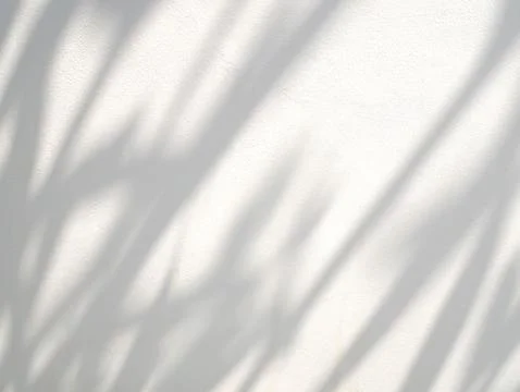 Abstract shadow of leaves on wall background Stock Photos