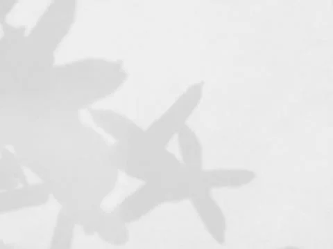 Abstract shadow of leaves on a white wall background Stock Photos