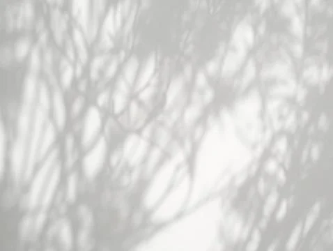 Abstract shadow of leaves on a white wall Stock Photos