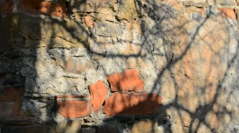 Abstract shadow of moving tree branch on old grunge texture. Stock Footage 53746576