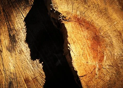 Abstract shadow on the old stump Stock Photos