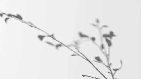 Abstract shadow one branch on wind background, looped animation Stock Footage 336556408