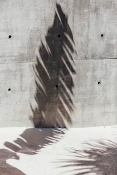 Abstract shadow of palm tree leaf on concrete and sand Stock Photos