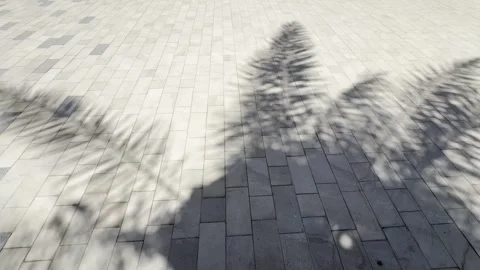 Abstract shadow of palm tree leaves on a stone paved sidewalk Stock Footage 337406909