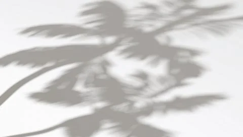 Abstract shadow palm tree on wind sunshine background 스톡 일러스트