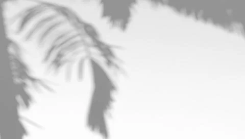 Abstract shadow palm tree on wind sunshine background イラスト素材