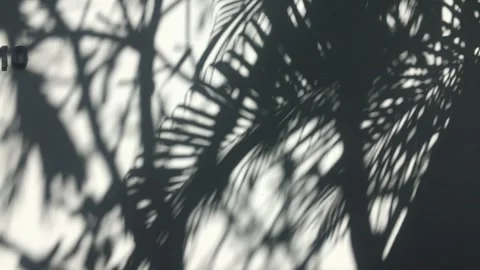 Abstract shadow of palm trees 動画素材 241378666