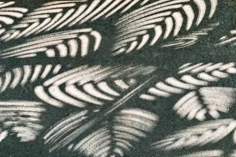 Abstract Shadow Patterns of Fern Leaves on Textured Concrete Surface Stock Photos