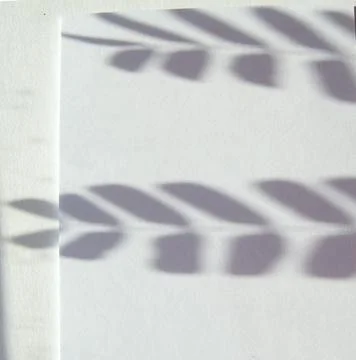 Abstract shadow of a SMALL TWIG of a PLANT with leaves, reflection on white p Stock Photos