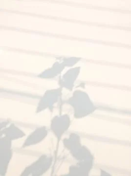 Abstract shadow of tree branch on wall Stock Photos