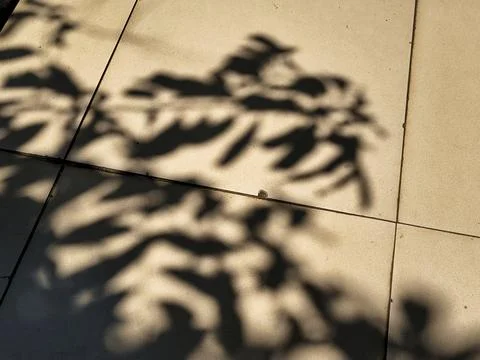 Abstract shadow of tree branches and leaves cast on outdoor tiled floor. 스톡 사진
