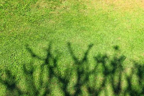 Abstract shadow of tree branches on the grass field background Stock Photos