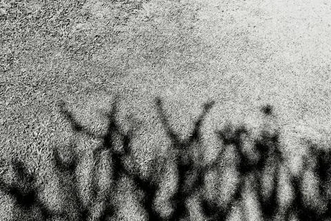 Abstract shadow of tree branches on the grass field background with copy space Stock Photos