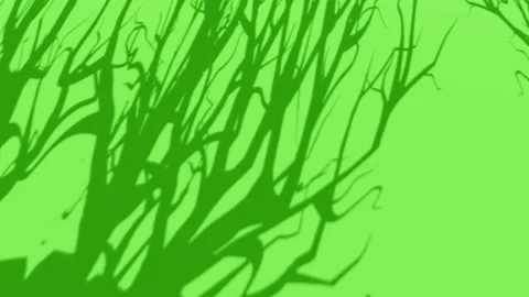 Abstract Shadow of Tree Branches on Green Background Stock Footage 330920285