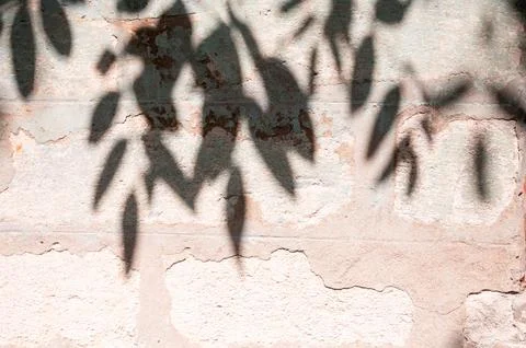 Abstract of shadow tree on cement wall for background used. vintage tone Stock Photos