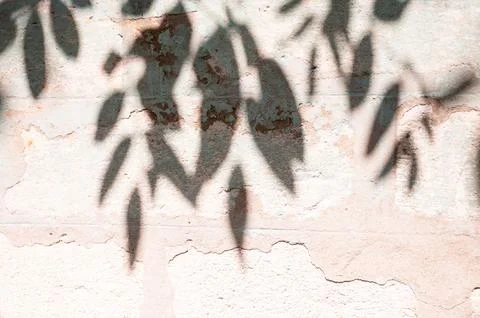 Abstract of shadow tree on cement wall for background used. vintage tone Stock Photos