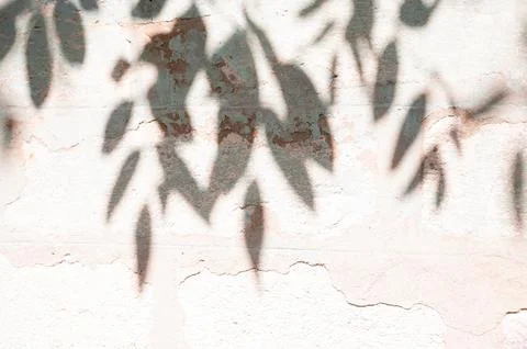 Abstract of shadow tree on cement wall for background used. vintage tone Stock Photos