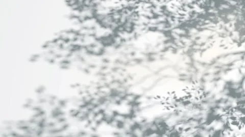 Abstract shadow tree crown branches on wind background, looped animation Stock Footage 337904921