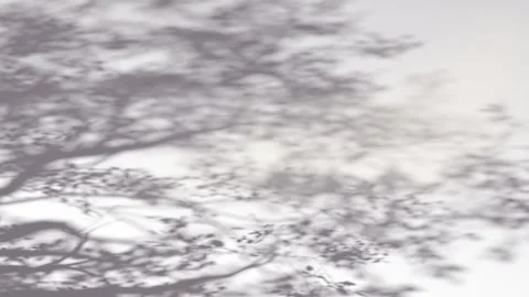 Abstract shadow tree crown branches on wind background, looped animation Stock Footage 338396422