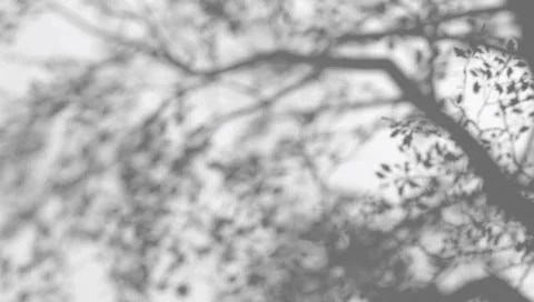 Abstract shadow tree crown branches on wind background Illustrazione stock