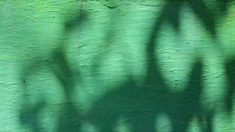 Abstract shadow of trees on tosca or green wall separated by commas Stock Footage 296520870