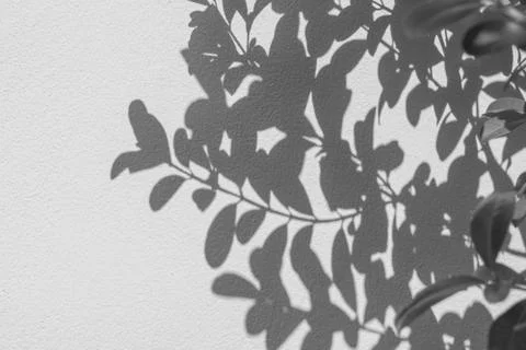 Abstract of shadows leaf on white wall background Stock Photos
