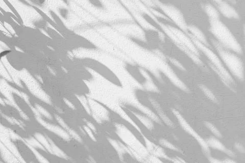 Abstract of shadows leaf on white wall background Stock Photos