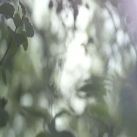 Abstract shaky macro plants in forest Video stock 69454255