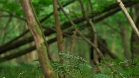 Abstract shallow focus view of a person doing something in a forest Video stock 249530007