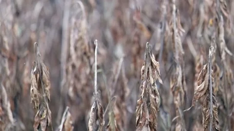 Abstract shapes, patterns and textures of a group of swaying dry grass Stock Footage 280376679