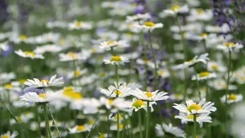 Abstract short video with white daisy  blooming flowers  swaying in the wind Stock Footage 280998773