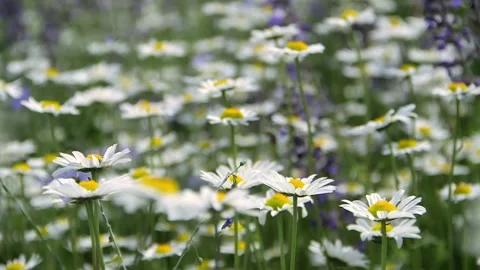 Abstract short video with white daisy  blooming flowers  swaying in the wind Stock Footage 280998799