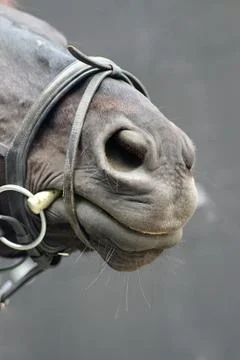 Abstract shot of a chestnut horse Stock Photos