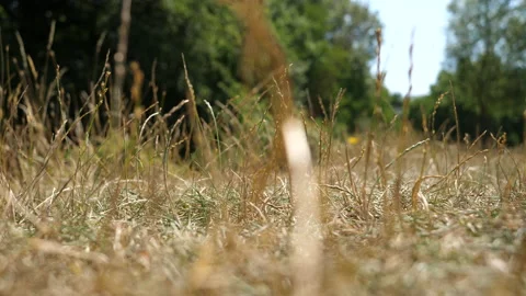 Abstract Shot Of Dry Grass In Middle Of Day Stock Footage 136700223