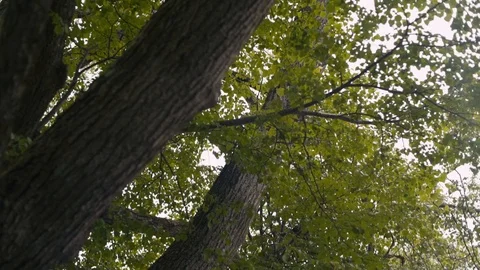 Abstract shot of leaves in slow motion Stock Footage 90632007