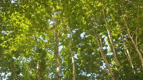 Abstract shot of moving leaves of trees Video stock 201591171